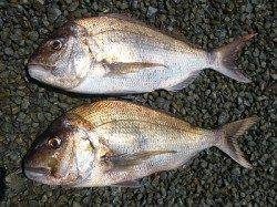 湯浅の磯フカセで良型チヌ4枚のほかマダイ72.5cm&73.0cm！！