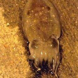 久美浜エギング〜朝マヅメ狙いでコウイカ2ハイ