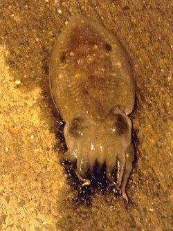 久美浜エギング〜朝マヅメ狙いでコウイカ2ハイ