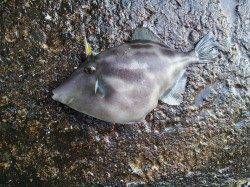 加太でカゴ釣り〜二枚潮に苦戦するもサンバソウ・ウマヅラの釣果