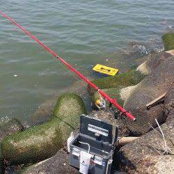 岸和田でエビ撒き釣り〜ハネ&キビレの釣果