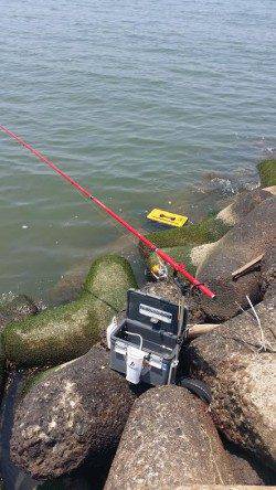岸和田でエビ撒き釣り〜ハネ&キビレの釣果