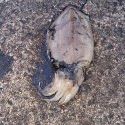 間人にて朝マヅメ狙いでエギング〜明るくなる頃コウイカ2ハイ