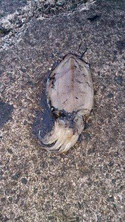 間人にて朝マヅメ狙いでエギング〜明るくなる頃コウイカ2ハイ