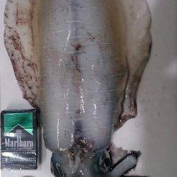 小浜エリアでのヤエン釣りで自身初のアオリイカ☆