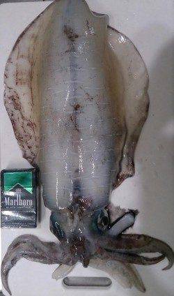 小浜エリアでのヤエン釣りで自身初のアオリイカ☆