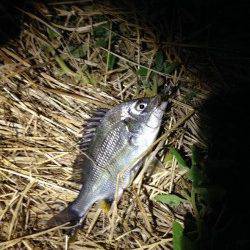 浜寺運河にてジグヘッドでセイゴ&キビレ