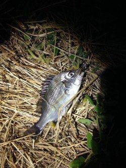 浜寺運河にてジグヘッドでセイゴ&キビレ