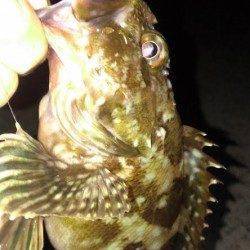 南芦屋浜ベランダ東面で探り釣りでナイスサイズのガシラ