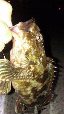 南芦屋浜ベランダ東面で探り釣りでナイスサイズのガシラ