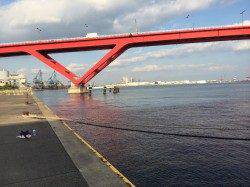 灘浜でのエギングでコウイカあがってます☆