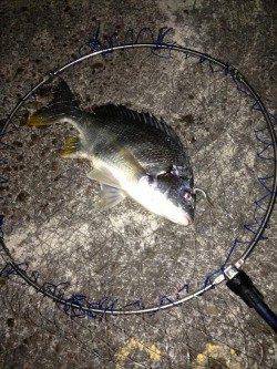 大阪南港マイクロベイトに着眼 シーバス狙いのライトワインドでキビレ