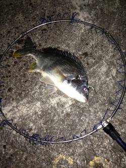 大阪南港マイクロベイトに着眼 シーバス狙い…