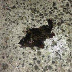 神戸湾奥ライトゲームまだまだ楽しめそうです(^^♪