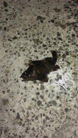 神戸湾奥ライトゲームまだまだ楽しめそうです(^^♪