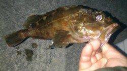 箱作のメバリングでメバル・ガシラ〜プチ時合でキープサイズゲット！