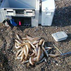 千里浜の投げ釣りでキス85匹〜釣れ続けてたまに5連6連も♪