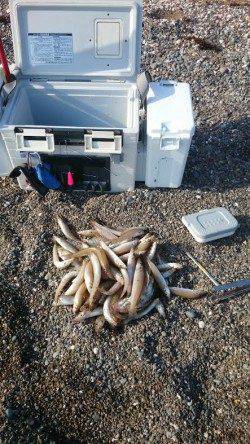 千里浜の投げ釣りでキス85匹〜釣れ続けてたまに5連6連も♪