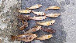 新浜漁港へ釣行〜青イソメと石ゴカイの投げ釣りでガシラ・アイナメ