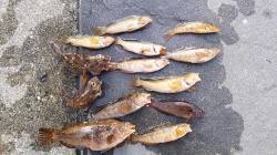 新浜漁港へ釣行〜青イソメと石ゴカイの投げ釣…