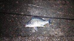 須磨にてマイクロワインド〜ガシラ・チヌ・キビレ