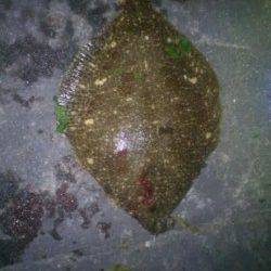 新浜漁港のちょい投げで今年初めてのカレイのお姿！