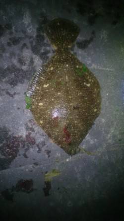 新浜漁港のちょい投げで今年初めてのカレイの…