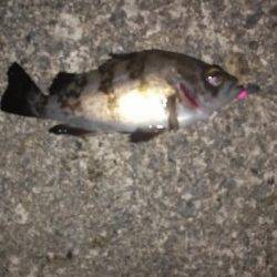 高砂港にて2時間ほどメバリング〜アタックチャンスは10分間位