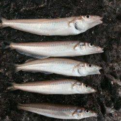 播磨新島の赤灯台付近内側にてキス狙い