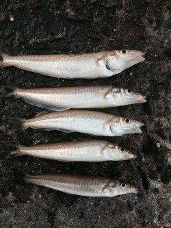 播磨新島の赤灯台付近内側にてキス狙い