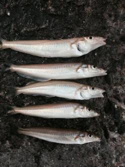 播磨新島の赤灯台付近内側にてキス狙い