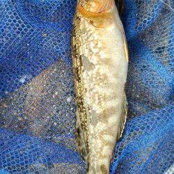 舞洲の常吉大橋裏の桟橋　エビ撒きズボ釣りでアイナメ