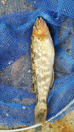 舞洲の常吉大橋裏の桟橋　エビ撒きズボ釣りでアイナメ