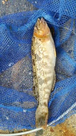 舞洲の常吉大橋裏の桟橋　エビ撒きズボ釣りで…