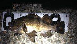 樽井漁港メバリングで24cmの良型メバル〜潮が動けば釣れます！