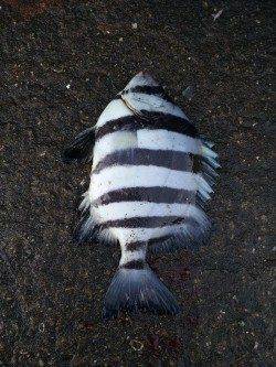 加太でカゴ釣り〜二枚潮に苦戦するもサンバソウ・ウマヅラの釣果