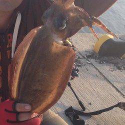 夕日港のエギングでコウイカキロアップ4杯、アオリには出会えず(;_;)