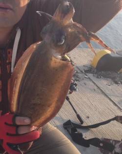 夕日港のエギングでコウイカキロアップ4杯、…