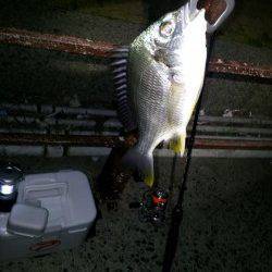 メバル調査に北港へ…いただいたイソメでウキ釣りでキビレとシーバス