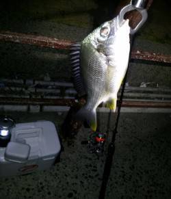 メバル調査に北港へ…いただいたイソメでウキ…