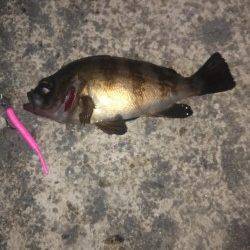 高砂港にて2時間ほどメバリング〜アタックチャンスは10分間位