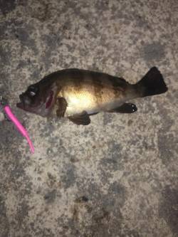 高砂港にて2時間ほどメバリング〜アタックチ…