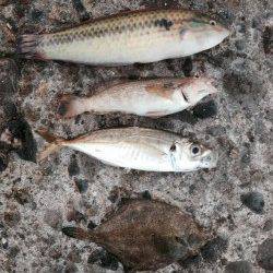 播磨新島の赤灯台付近内側にてキス狙い