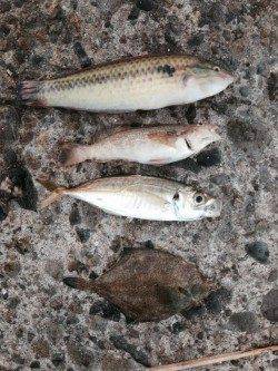 播磨新島の赤灯台付近内側にてキス狙い