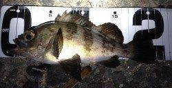 樽井漁港メバリングで24cmの良型メバル〜潮が動けば釣れます！