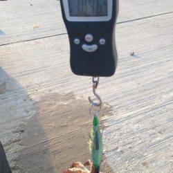 夕日港のエギングでコウイカキロアップ4杯、アオリには出会えず(;_;)