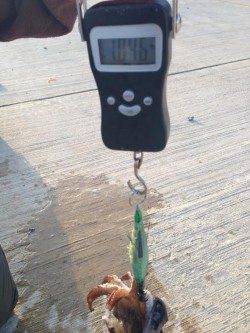 夕日港のエギングでコウイカキロアップ4杯、アオリには出会えず(;_;)