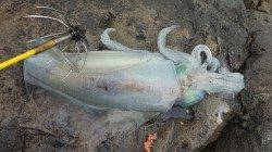 ヤエンで初ゲット！ 白浜周辺でアオリイカ