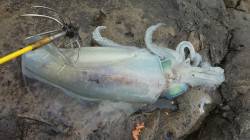 ヤエンで初ゲット！ 白浜周辺でアオリイカ