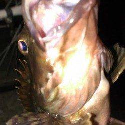 南芦屋浜ベランダ東面で探り釣りでナイスサイズのガシラ